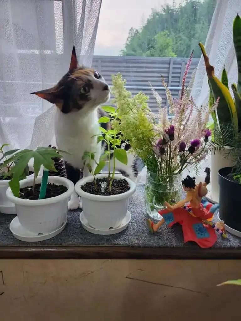 猫と花